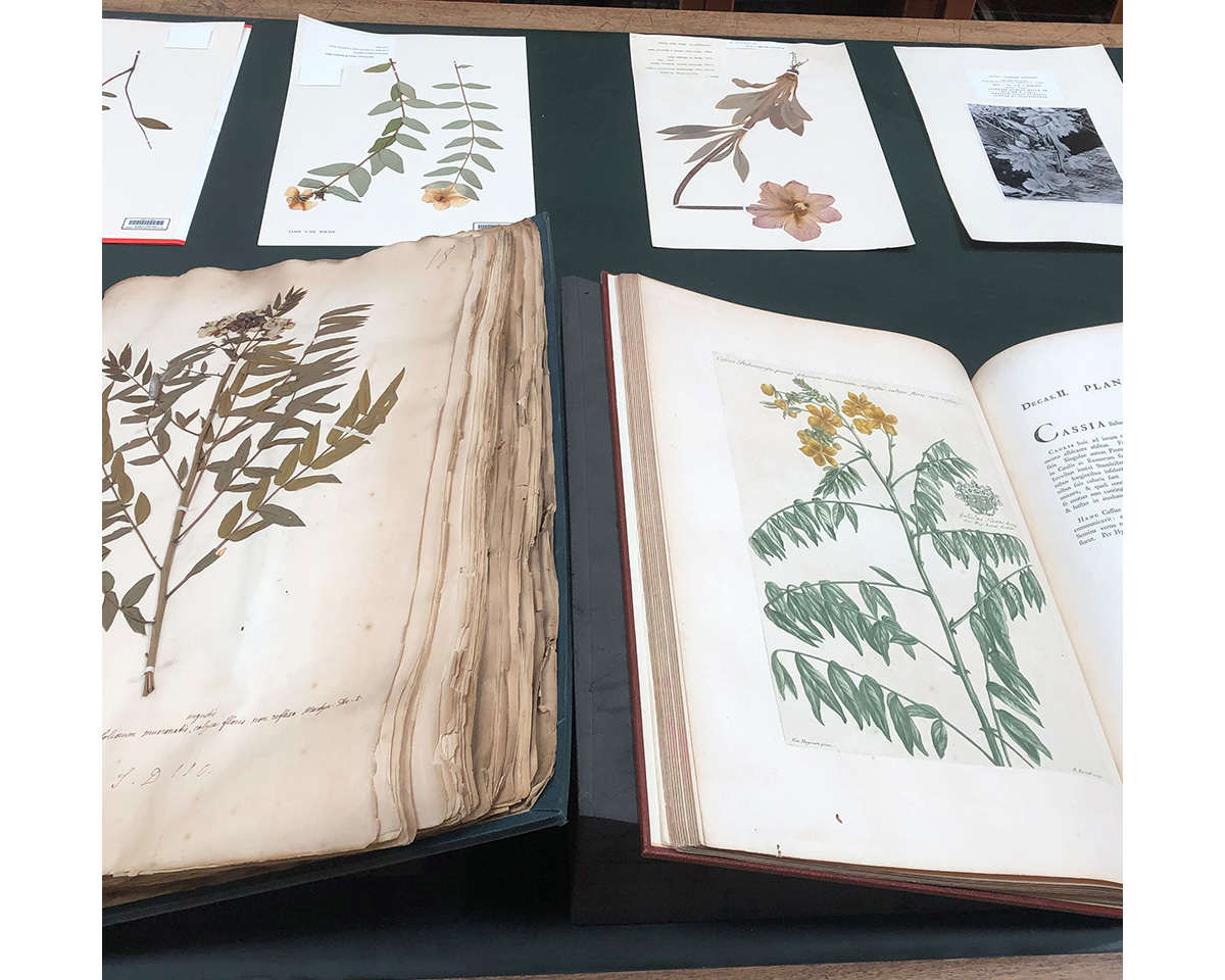 Peter Miller's Herbarium